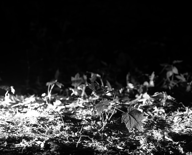 Horizontal black and white grass bokeh background hd