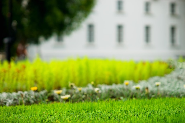 Horizontal city park lawn background hd