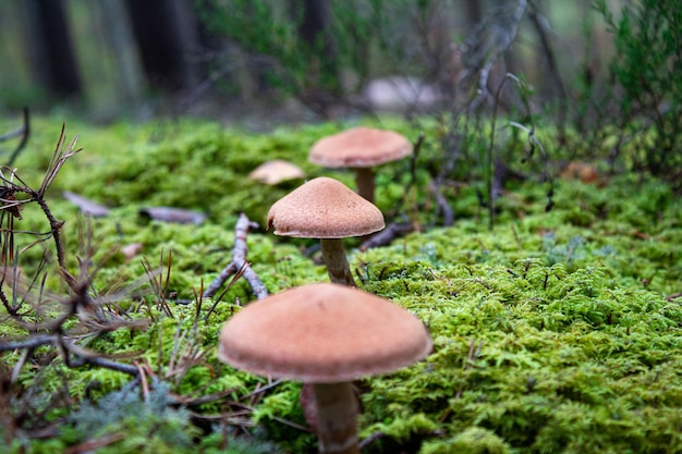 Horizontal close-up of mushrooms with orange caps on the vegetation in the forest