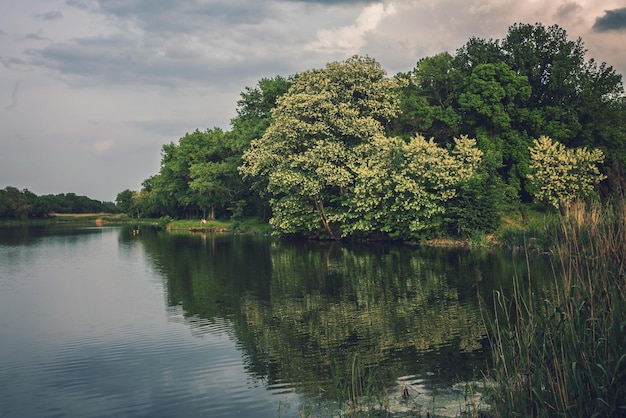 咲く木々に囲まれた湖の水平カラー画像