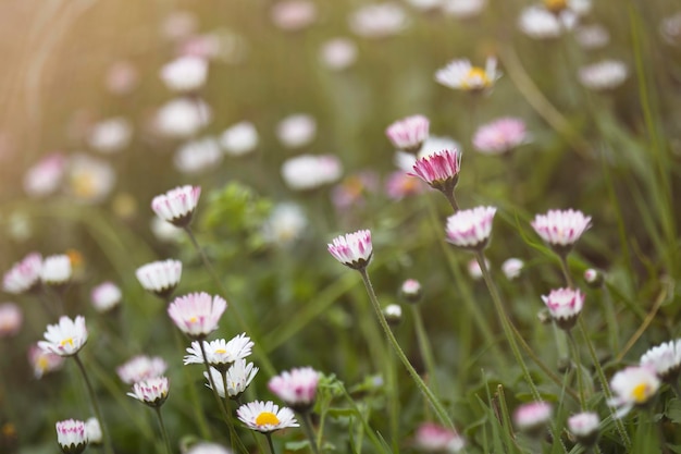 デイジーとコピー春のコンセプトの花のバックライトスペースと水平花の背景