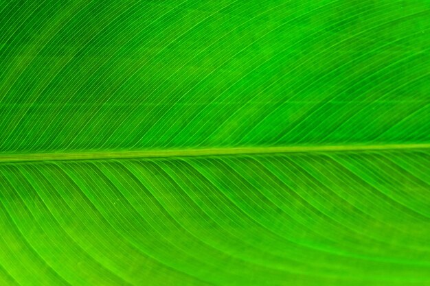 The Horizontal of Green Leaf Textured Background