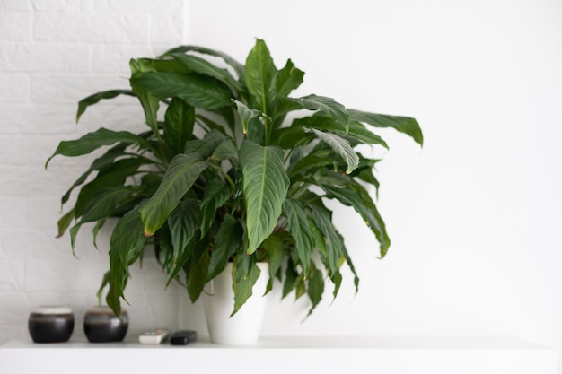 horizontal image of a bright living room with a large tropical houseplant, giant white bird of paradise, strelitzia nicolai, copy space