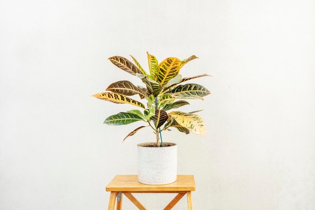 Photo horizontal image of colorful and beautiful leaves plant of croton petra decorative indoor plant nice potted plant on light wooden stool