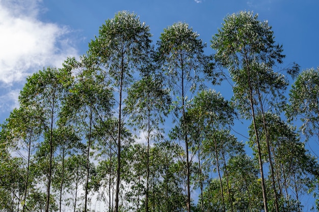 Horizontal image of eucalyptus plantation