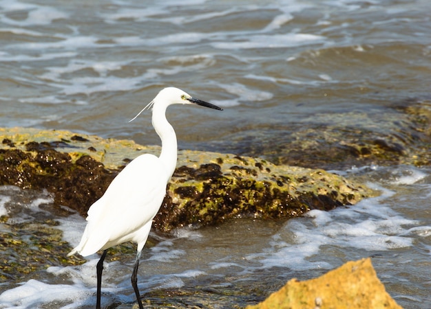 Horizontal image of a heron posing on the seashore among the rocks.