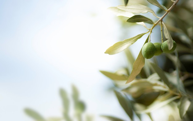 Horizontal image of an olive tree, with free space on the left.