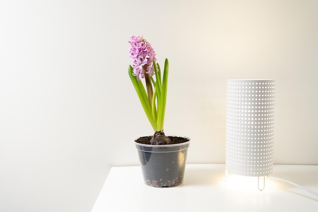 Horizontal image of a purple hyacinth in a pot standing on a white shelf near a table lamp at home The concept of indoor plants