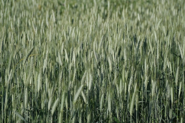 Horizontal image of a rye filed