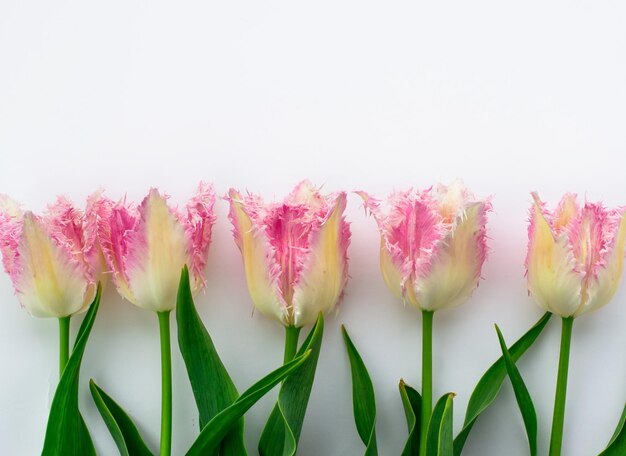 Horizontal layout Pink tulips on a white background Postcard with text space