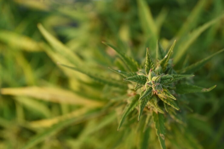 Horizontal overhead shot of marijuana plant, selective focus and copy space