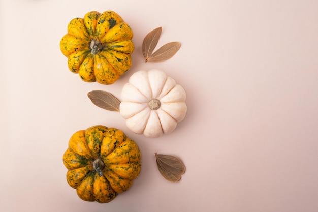 Horizontal pastel background with different sorts of pumpkins on itDry autumn leafs and seeds nearPretty fall backdrop