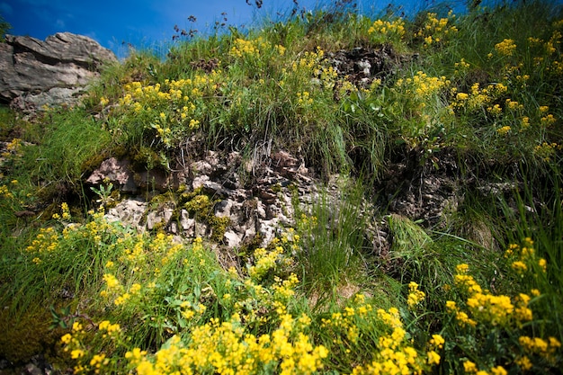Horizontal photo of yellow flowers on mountain