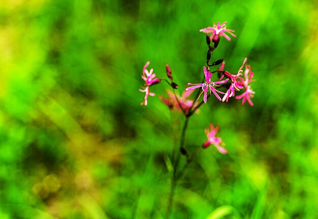 Horizontal pink flower closeup bokeh background