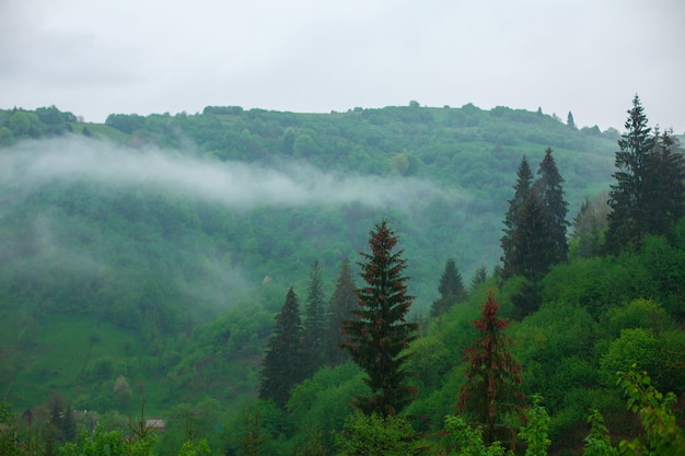 水平の雨の緑の山の風景