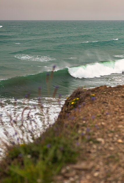 Foto paesaggio marino orizzontale in una giornata di vento fuori foco fiori e sullo sfondo il mare mediterraneo