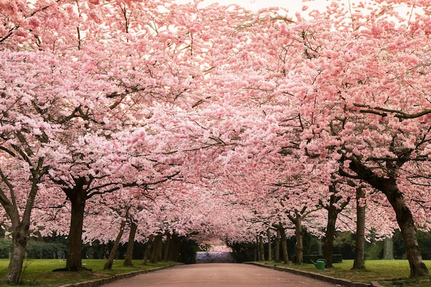 Horizontal shot of the beautiful cherry blossoms in Kirsebaeralleen located in Copenhagen Denmark