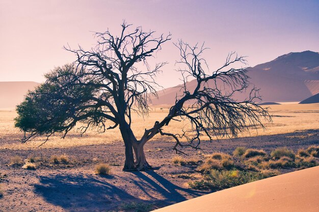 Horizontal shot of dying tree in the desert of Sossusvlei, Namibia