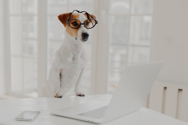 Horizontal shot of jack russell terrier dog leans paws on white table wears funny transparent glasses works on laptop computer instead of owner poses in white cabinet or office working time