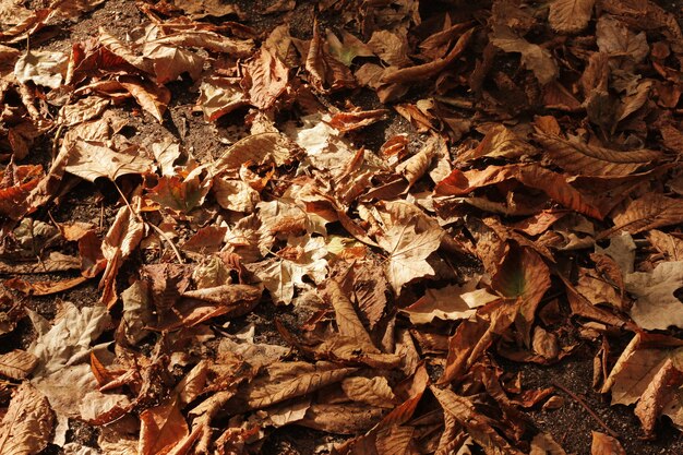 horizontal texture of autumn leaves on the ground