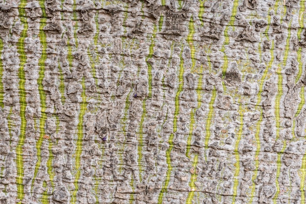 Horizontal texture of the lower bark of the ceiba speciosa tree