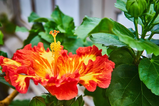 Horizontal view of bright reddish orange flower with yellow flare on petals and green leaves