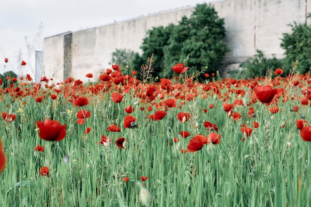 Horizontal view of a field in the city covered with red poppies