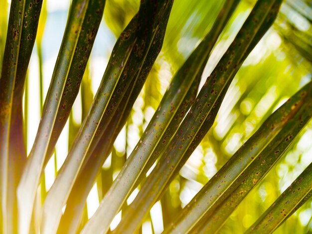 Horizontal vivid green palm leaf upclose detail bokeh background backdrop