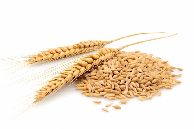 Horizontal wheat ears isolated on a white background with clipping path Full Depth of field