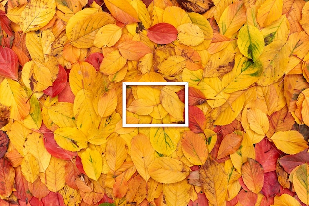 Horizontal white hollow frame lies on the yellow foliage