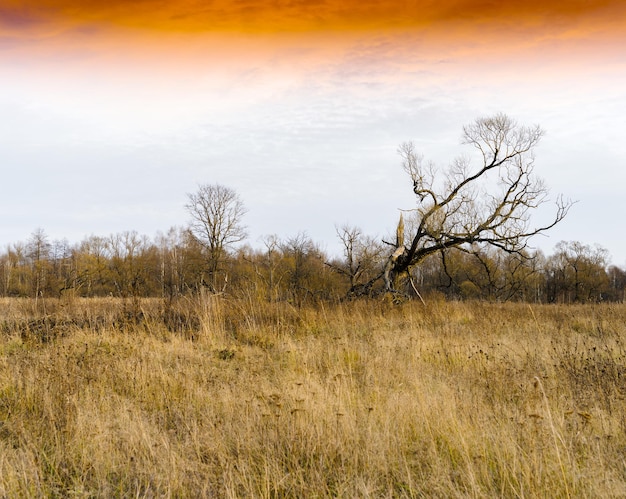 Horizontale dramatische enkele droge boom oranje zonsondergang landschap achtergrond backdrop