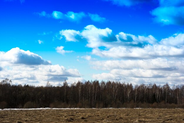 Horizontale lente boslandschap achtergrond hd