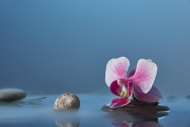 Foto horizontale opname van stilleven met roze orchidee stenen schelpen in blauw water foto met kopieerruimte