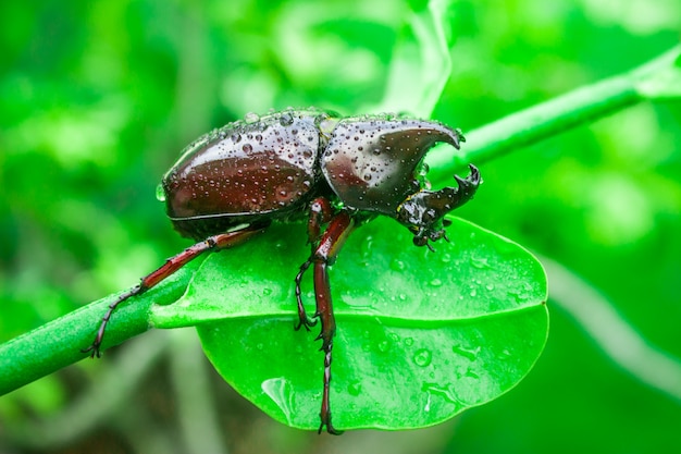 Scarabeo di corno al mattino con foglie verdi e bella rugiada