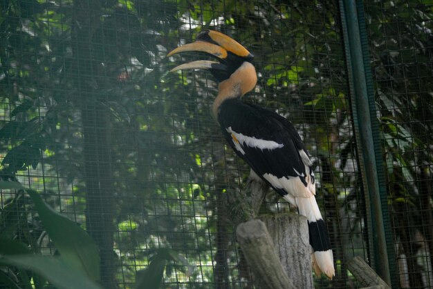 Foto hornbill in de dierentuin