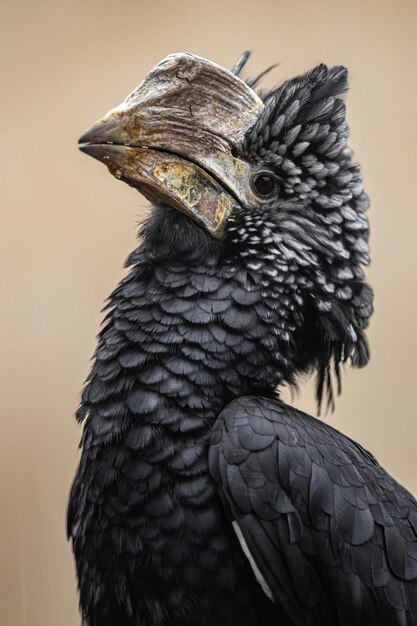 Hornbill met zilveren wangen