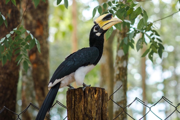 Photo hornbill perching on wooden post