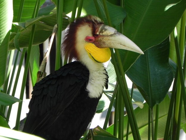 Foto hornbill tegen planten