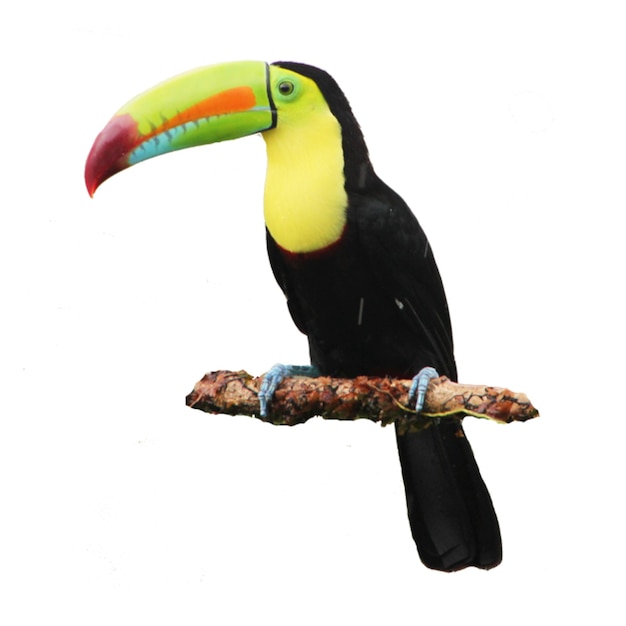 Hornbills zijn een familie van vogels die in tropisch en subtropisch Afrika, Azië en Melanesië voorkomen.