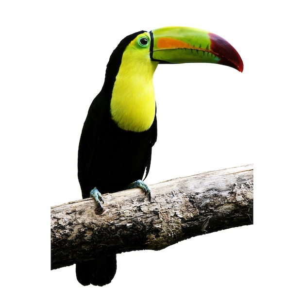 Hornbills zijn een familie van vogels die in tropisch en subtropisch Afrika, Azië en Melanesië voorkomen.