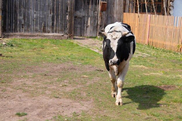 Horned black and white bull walks in the village