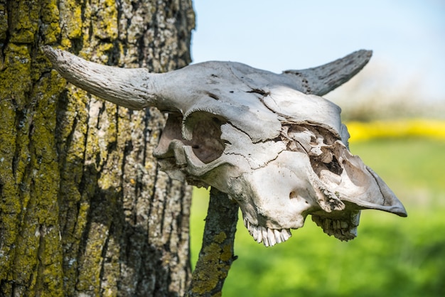 Horned cow head skeleton hanging on wood.