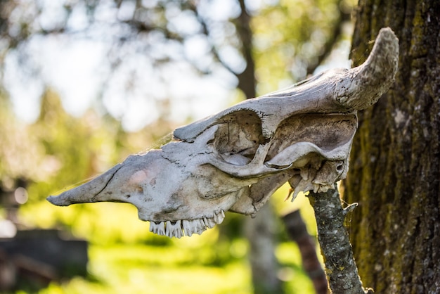 Horned cow head skeleton hanging on wood.