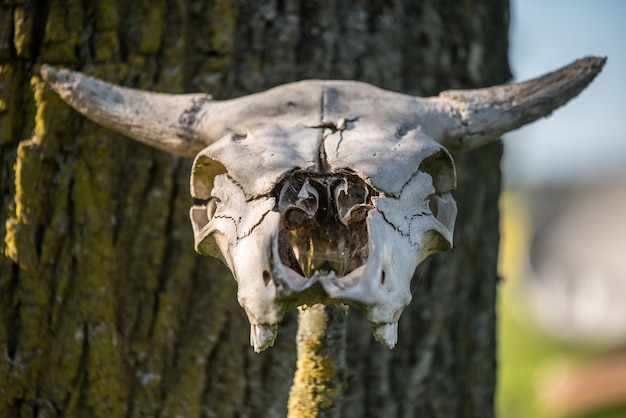 Horned cow head skeleton hanging on wood