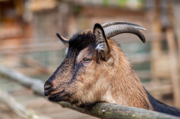 A horned goat looks out through a wooden fence. The animal begs for food from visitors. Rural corner.