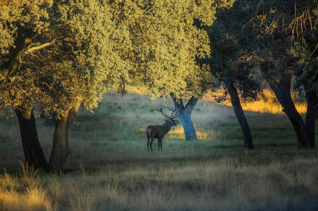 A horned male fallow deer in the forest on a sunny autumn day Riofrio Forest Segovia Spain