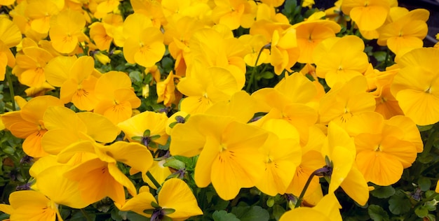 Horned pansy flowers