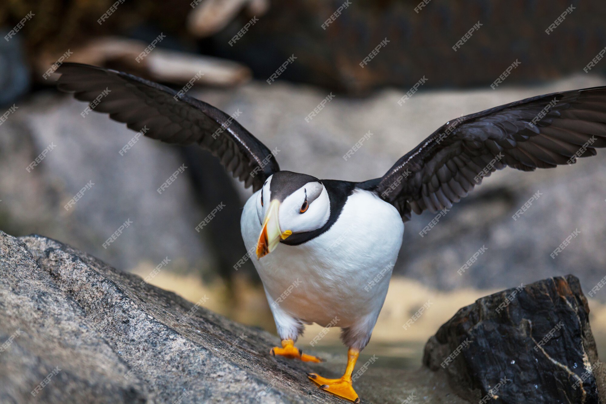 Horned Puffin - Alaska Sealife Center