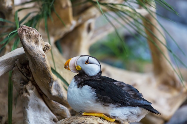 Horned Puffin (Fratercula corniculata), close up shot