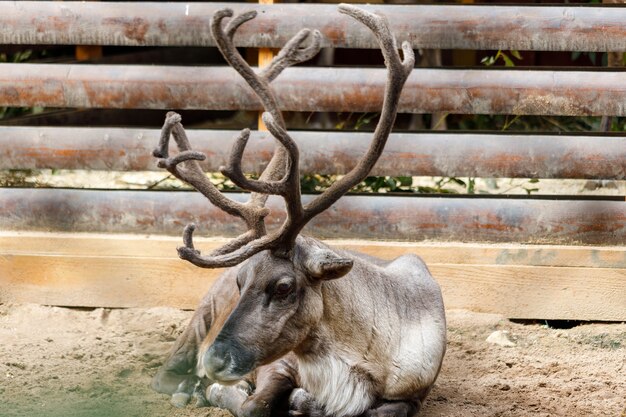 Horned reindeer in the aviary in summer